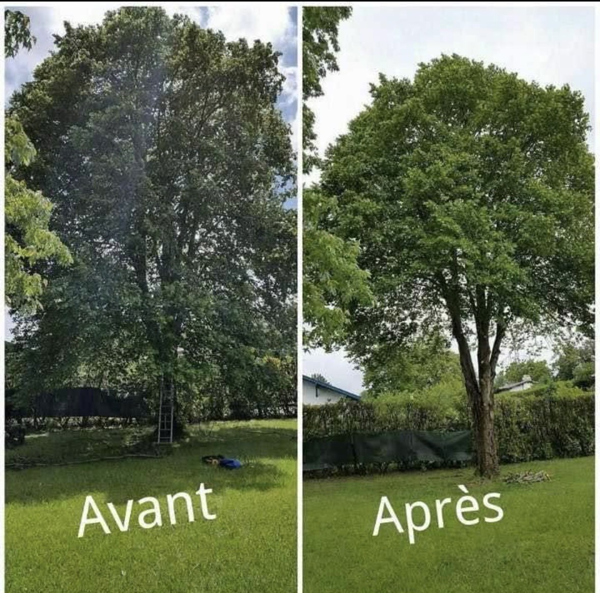 Élagage d'un arbre avant et après